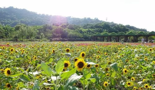 辦辦贈票啦丨丹櫻生態園 榮獲廣東農業公園評比全省第一的休閑度假好去處