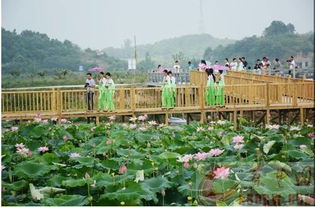 現在就出發 黃石最新賞荷地圖來了,錯過要等一整年